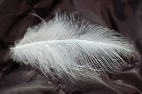 feather-3563119_960_720
